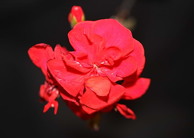 Red geranium flower macro