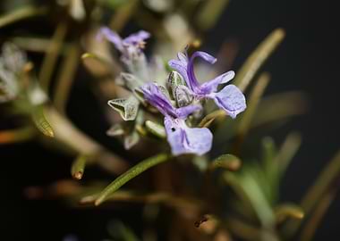 Rosemary flowering macro