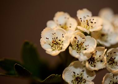 Crataegus flowers close up