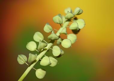 Muscari wild flower fruits