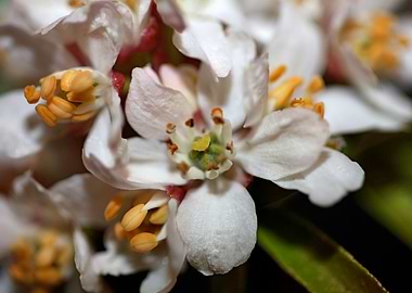 White flower blossom macro