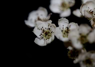 Crataegus monogyna flowers