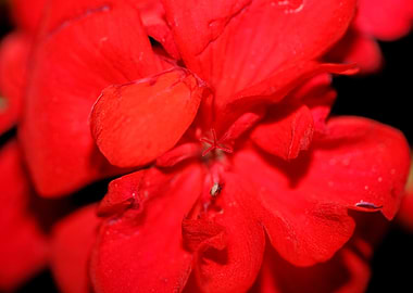Red pelargonium blossoming