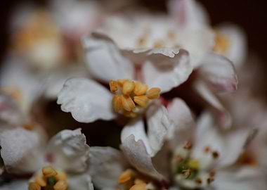 Choisya blossom rutaceae