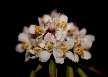 Choisya ternata flowering
