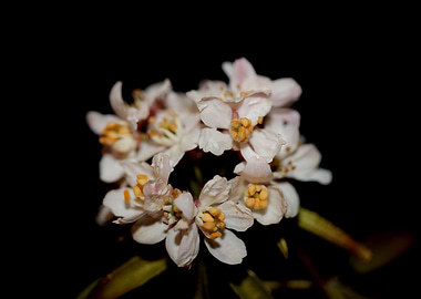 Choisya ternata flowering