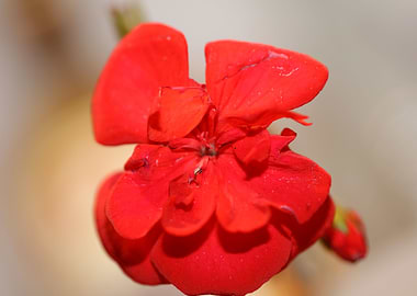 Red pelargonium flowering