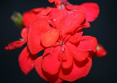 Pelargonium flower macro