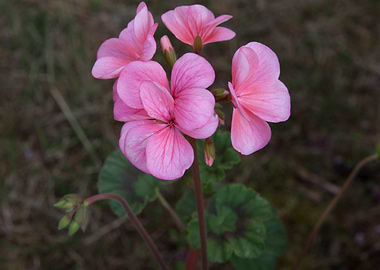 geranium in bloom