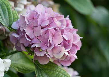 hydrangea in bloom in spri
