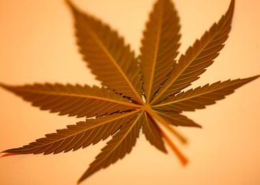 Cannabis leaf close up