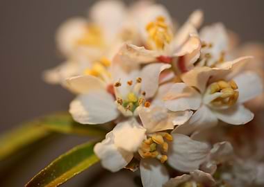 White flowering background