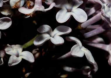 Syringa flower blossoming