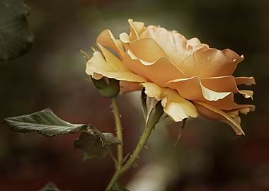 yellow rose in the garden