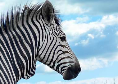 Hartmanns Mountain Zebra