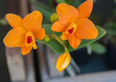 white orchid in bloom in t