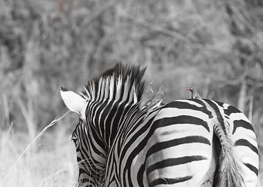 Zebra with his friend 3092