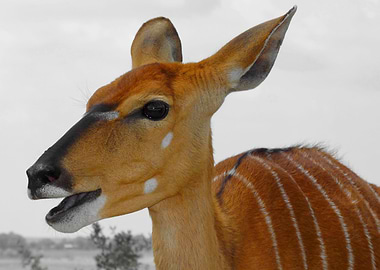 Nyala Portrait ck 1140137