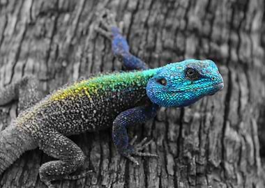 Blue Head Lizard in Africa