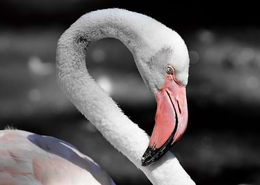 Flamingo Portrait ck