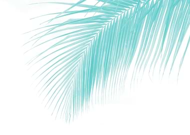 Tropical Palm Leaf Dream 1