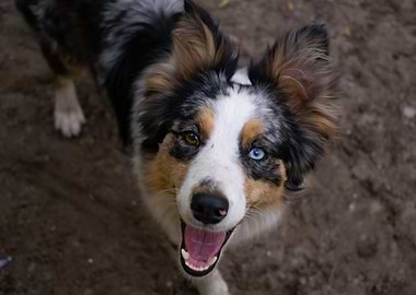 Happy Border Collie