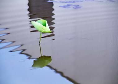 Dance of the Lotus Shadow