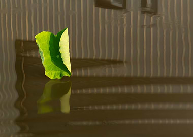 Dance of the Lotus Shadow