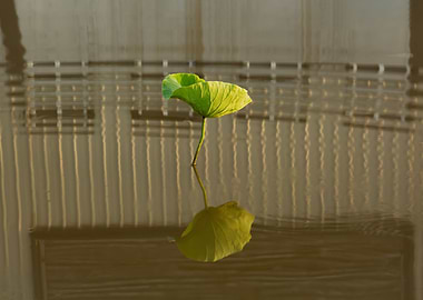 Dance of the Lotus Shadow