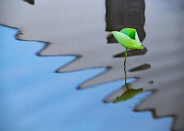 Dance of the Lotus Shadow