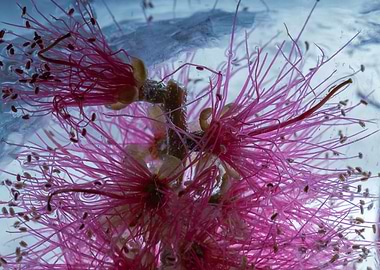 Callistemon in ice 3