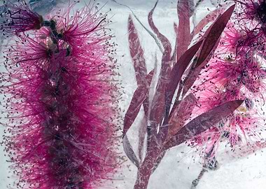 Callistemon in ice 2
