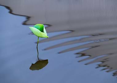 Dance of the Lotus Shadow