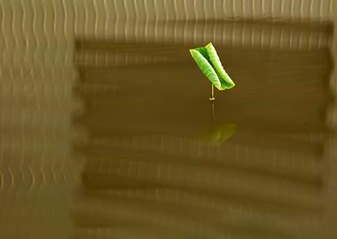 Dance of the Lotus Shadow