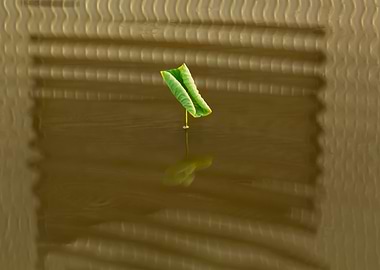 Dance of the Lotus Shadow