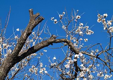 Blooming Almond Tree