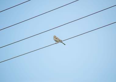 sparrow on the lines
