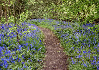Blue Bells Path
