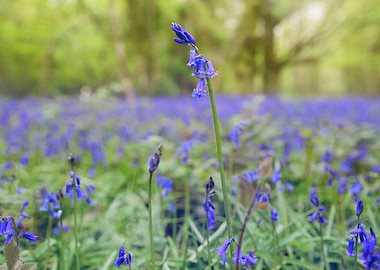 Bluebells