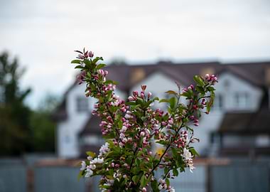 Flower with the building