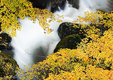 A stream full of autumn
