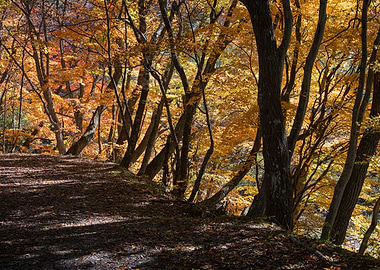 Autumn in the Japanese For
