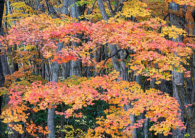 Autumn in the Japanese For
