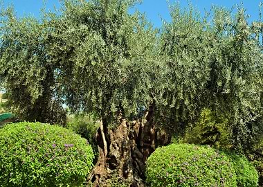 Bony Olive Tree 02