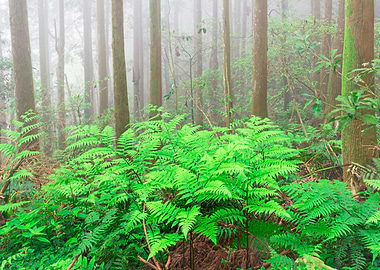 Taiwan forest landscape