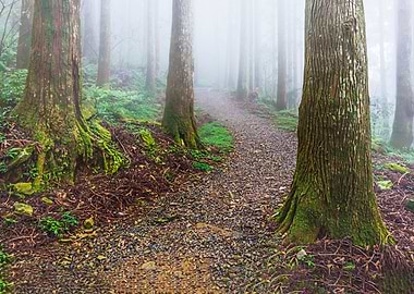 Taiwan forest landscape