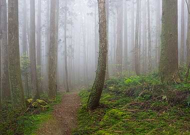 Taiwan forest landscape
