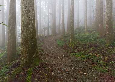 Taiwan forest landscape