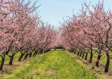 Pink Blossoms in Spring