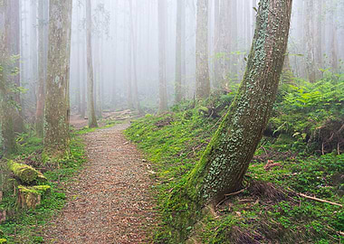 Taiwan forest landscape